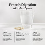 BIOptimizers Australia Masszymes Protein Digestion Process